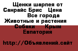 Щенки шарпея от Санрайс Брис › Цена ­ 30 000 - Все города Животные и растения » Собаки   . Крым,Евпатория